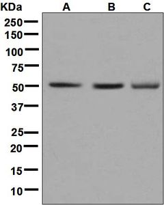 Western blot analysis on (A) mouse brain, (B) rat brain, and (C) fetal brain lysates using anti-SNTG1 antibody.