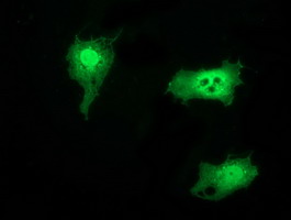 Anti-SNTG1 mouse monoclonal antibody immunofluorescent staining of COS7 cells transiently transfected by pCMV6-ENTRY SNTG1.