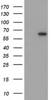 HEK293T cells were transfected with the pCMV6-ENTRY control (Left lane) or pCMV6-ENTRY SNTG1 (Right lane) cDNA for 48 hrs and lysed. Equivalent amounts of cell lysates (5 ug per lane) were separated by SDS-PAGE and immunoblotted with anti-SNTG1.