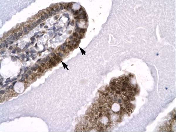 SNW1 / SKIP antibody LS-C29711 was used in IHC to stain formalin-fixed, paraffin-embedded human intestine.