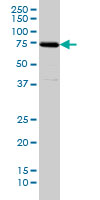 SNX1 monoclonal antibody (M01), clone 6H1 Western blot of SNX1 expression in HeLa.