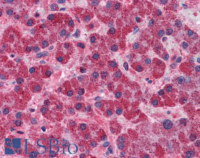 Anti-SNX12 antibody IHC of human liver. Immunohistochemistry of formalin-fixed, paraffin-embedded tissue after heat-induced antigen retrieval. Antibody LS-B4964 concentration 3.75 ug/ml.