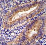PTGS2 Antibody (Center P378) immunohistochemistry of formalin-fixed and paraffin-embedded human uterus tissue followed by peroxidase-conjugated secondary antibody and DAB staining.