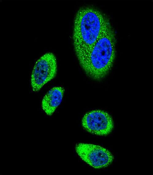 Confocal immunofluorescent of PTGS2 Antibody (Center P378) with A549 cell followed by Alexa Fluor 489-conjugated goat anti-rabbit lgG (green). DAPI was used to stain the cell nuclear (blue).