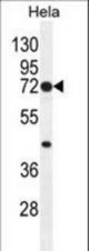 PTGS2 Antibody (Center P378) western blot of HeLa cell line lysates (35 ug/lane). The PTGS2 antibody detected the PTGS2 protein (arrow).