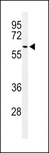 Western blot of SNX27 Antibody in 293 cell line lysates (35 ug/lane). SNX27 (arrow) was detected using the purified antibody.