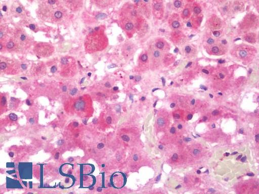 Anti-SNX3 antibody IHC staining of human adrenal. Immunohistochemistry of formalin-fixed, paraffin-embedded tissue after heat-induced antigen retrieval. Antibody LS-B10656 concentration 10 ug/ml.