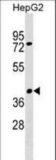SNX32 Antibody western blot of HepG2 cell line lysates (35 ug/lane). The SNX32 antibody detected the SNX32 protein (arrow).