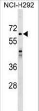 SNX33 Antibody western blot of NCI-H292 cell line lysates (35 ug/lane). The SNX33 antibody detected the SNX33 protein (arrow).