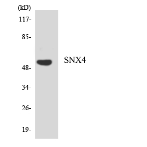 Western blot of the lysates from HeLa cells using SNX4 antibody.