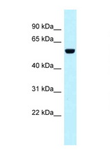 SNX4 antibody LS-C145886 Western blot of 1 Cell lysate. Antibody concentration 1 ug/ml.