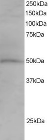 Antibody staining (1.5 ug/ml) of Jurkat lysate (RIPA buffer, 35 ug total protein per lane). Primary incubated for 1 hour. Detected by Western blot of chemiluminescence.