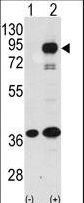 Western blot of PROX1 (arrow) using rabbit polyclonal PROX1 Antibody. 293 cell lysates (2 ug/lane) either nontransfected (Lane 1) or transiently transfected with the PROX1 gene (Lane 2) (Origene Technologies).