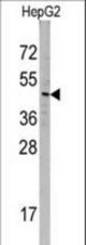 Western blot of SNX6 Antibody in HepG2 cell line lysates (35 ug/lane). SNX6 (arrow) was detected using the purified antibody.
