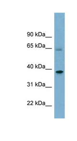 SNX7 antibody LS-C107863 Western blot of Fetal Liver lysate.