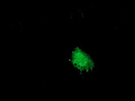Anti-SNX8 mouse monoclonal antibody immunofluorescent staining of COS7 cells transiently transfected by pCMV6-ENTRY SNX8.