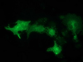 Anti-SNX8 mouse monoclonal antibody immunofluorescent staining of COS7 cells transiently transfected by pCMV6-ENTRY SNX8.