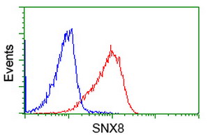 Flow cytometry of Jurkat cells, using anti-SNX8 antibody (Red), compared to a nonspecific negative control antibody (Blue).
