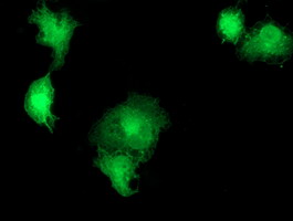 Anti-SNX8 mouse monoclonal antibody immunofluorescent staining of COS7 cells transiently transfected by pCMV6-ENTRY SNX8.