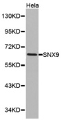 Western blot analysis of HeLa cell lysate using SNX9 antibody.