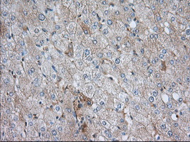 IHC of paraffin-embedded Human liver tissue using anti-SNX9 mouse monoclonal antibody. (Dilution 1:50).