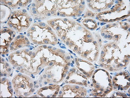 IHC of paraffin-embedded Human Kidney tissue using anti-SNX9 mouse monoclonal antibody. (Dilution 1:50).
