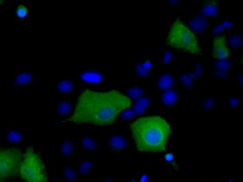 Anti-SNX9 mouse monoclonal antibody immunofluorescent staining of COS7 cells transiently transfected by pCMV6-ENTRY SNX9.