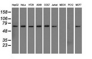 Western blot of extracts (35 ug) from 9 different cell lines by using anti-SNX9 monoclonal antibody.