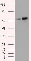 HEK293T cells were transfected with the pCMV6-ENTRY control (Left lane) or pCMV6-ENTRY SNX9 (Right lane) cDNA for 48 hrs and lysed. Equivalent amounts of cell lysates (5 ug per lane) were separated by SDS-PAGE and immunoblotted with anti-SNX9.