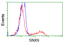 HEK293T cells transfected with either overexpress plasmid (Red) or empty vector control plasmid (Blue) were immunostained by anti-SNX9 antibody, and then analyzed by flow cytometry.