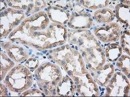 IHC of paraffin-embedded Human Kidney tissue using anti-SNX9 mouse monoclonal antibody. (Dilution 1:50).