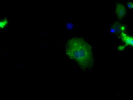 Anti-SNX9 mouse monoclonal antibody immunofluorescent staining of COS7 cells transiently transfected by pCMV6-ENTRY SNX9.