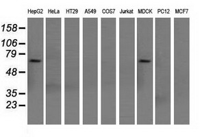 Western blot of extracts (35 ug) from 9 different cell lines by using anti-SNX9 monoclonal antibody.