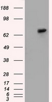 HEK293T cells were transfected with the pCMV6-ENTRY control (Left lane) or pCMV6-ENTRY SNX9 (Right lane) cDNA for 48 hrs and lysed. Equivalent amounts of cell lysates (5 ug per lane) were separated by SDS-PAGE and immunoblotted with anti-SNX9.
