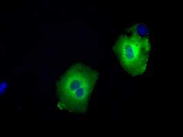 Anti-SNX9 mouse monoclonal antibody immunofluorescent staining of COS7 cells transiently transfected by pCMV6-ENTRY SNX9.