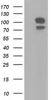 HEK293T cells were transfected with the pCMV6-ENTRY control (Left lane) or pCMV6-ENTRY SNX9 (Right lane) cDNA for 48 hrs and lysed. Equivalent amounts of cell lysates (5 ug per lane) were separated by SDS-PAGE and immunoblotted with anti-SNX9.