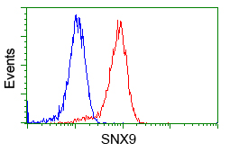 Flow cytometry of Jurkat cells, using anti-SNX9 antibody, (Red), compared to a nonspecific negative control antibody, (Blue).