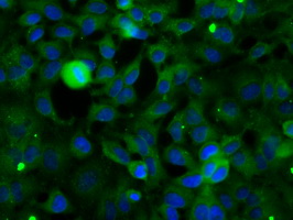 Immunofluorescent staining of HeLa cells using anti-SNX9 mouse monoclonal antibody.