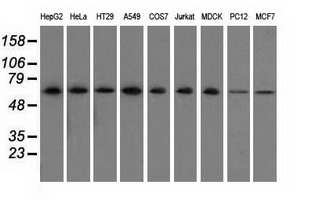 Western blot of extracts (35 ug) from 9 different cell lines by using anti-SNX9 monoclonal antibody.