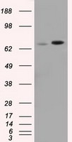HEK293T cells were transfected with the pCMV6-ENTRY control (Left lane) or pCMV6-ENTRY SNX9 (Right lane) cDNA for 48 hrs and lysed. Equivalent amounts of cell lysates (5 ug per lane) were separated by SDS-PAGE and immunoblotted with anti-SNX9.