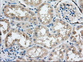 IHC of paraffin-embedded Human Kidney tissue using anti-SNX9 mouse monoclonal antibody. (Dilution 1:50).