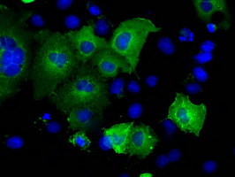 Anti-SNX9 mouse monoclonal antibody immunofluorescent staining of COS7 cells transiently transfected by pCMV6-ENTRY SNX9.