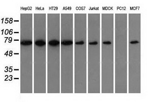 Western blot of extracts (35 ug) from 9 different cell lines by using anti-SNX9 monoclonal antibody.