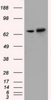 HEK293T cells were transfected with the pCMV6-ENTRY control (Left lane) or pCMV6-ENTRY SNX9 (Right lane) cDNA for 48 hrs and lysed. Equivalent amounts of cell lysates (5 ug per lane) were separated by SDS-PAGE and immunoblotted with anti-SNX9.