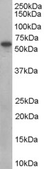 Antibody (0.1 ug/ml) staining of human placenta lysate (35 ug protein in RIPA buffer). Primary incubation was 1 hour. Detected by chemiluminescence.