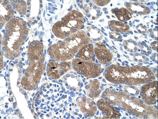 SOCS1 antibody LS-C31894 was used in IHC to stain formalin-fixed, paraffin-embedded human kidney.