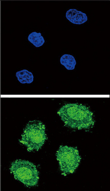 Confocal immunofluorescent of SOCS1 Antibody with 293 cell followed by Alexa Fluor 488-conjugated goat anti-rabbit lgG (green). DAPI was used to stain the cell nuclear (blue).