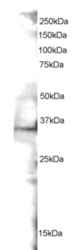 Antibody staining (2 ug/ml) of mouse spleen lysate (RIPA buffer, 35 ug total protein per lane). Primary incubated for 1 hour. Detected by Western blot of chemiluminescence.