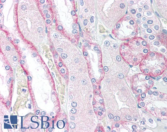 Anti-SOCS2 antibody IHC of human kidney. Immunohistochemistry of formalin-fixed, paraffin-embedded tissue after heat-induced antigen retrieval. Antibody LS-B1257 concentration 20 ug/ml.