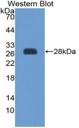 Western blot of recombinant SOCS3.